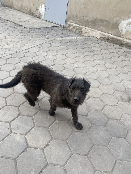 Щенки Питбуль Төбет