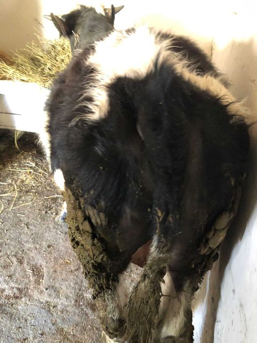 Viței între 250 și 350 de kg