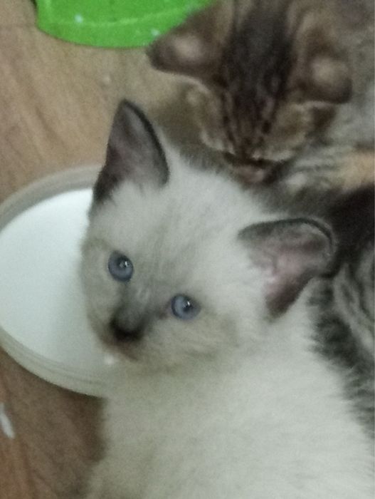 котята бесплатно