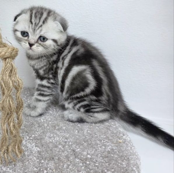 КоТикИ ШотЛанДскиЕ