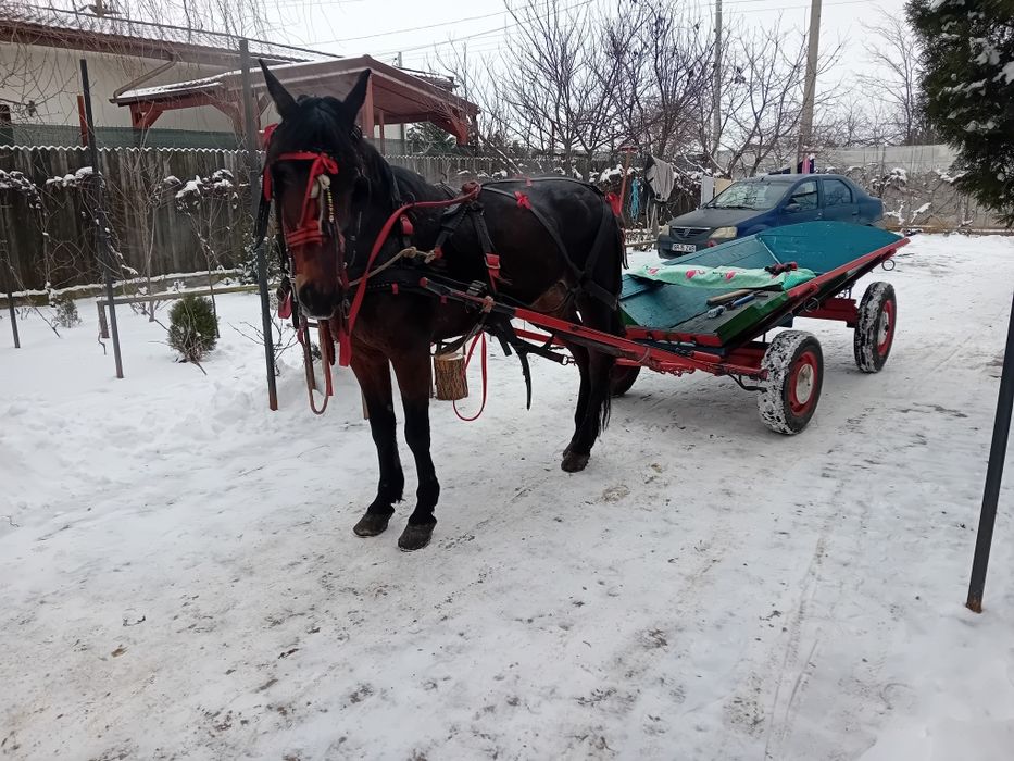 Căruță și iapă trapasă
