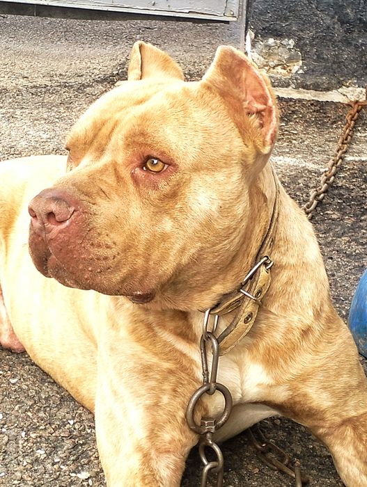 Вязка. Сильный питбуль (кубинец)