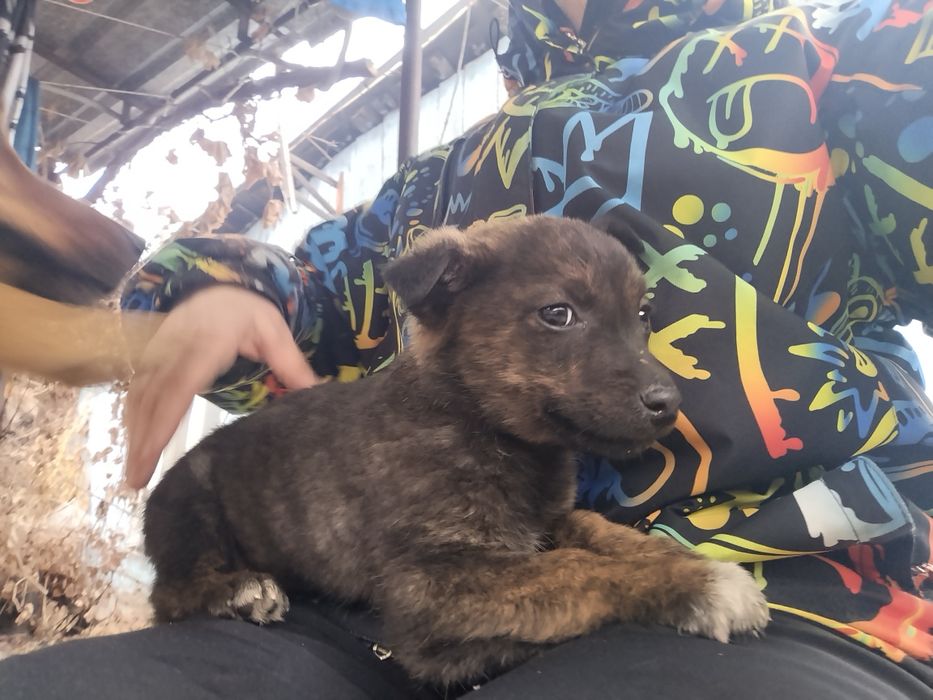 Отдам щенков  дворняги!