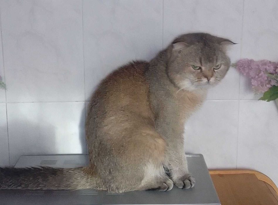 Вязка. Скоттиш фолд. Документы.