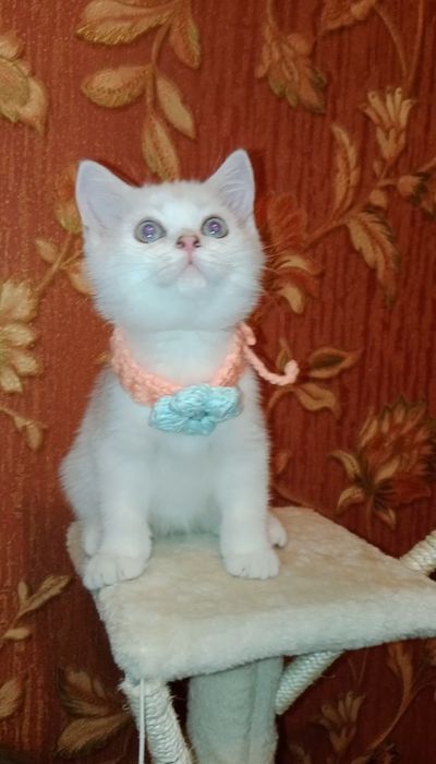 Роскошные котята, ухоженные, растут в любви на хорошем питании