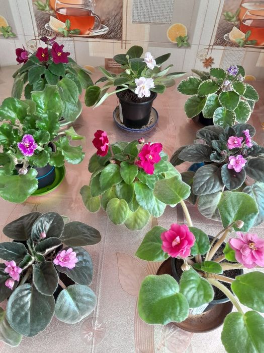 Цветы,фиалки ,на цвету