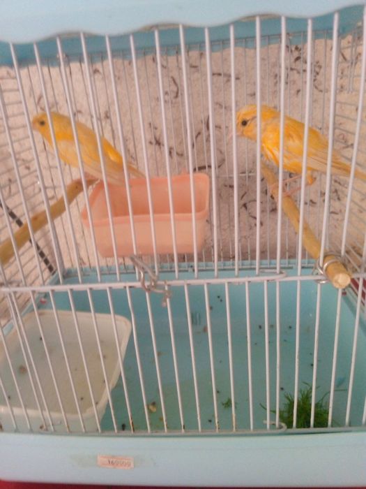 Продаются канарейки