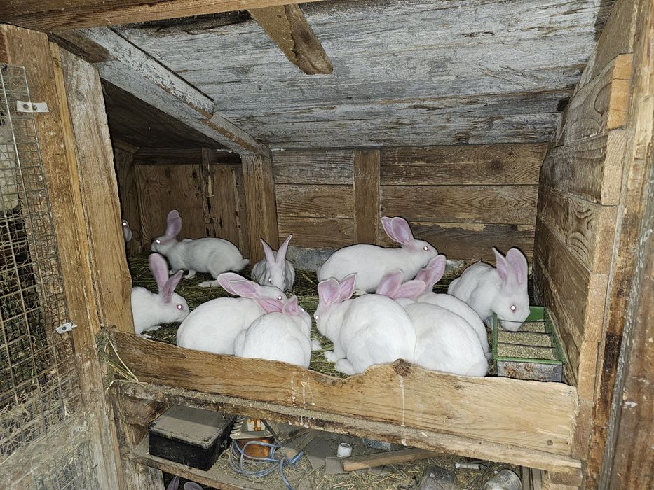 Iepuri hycole francez