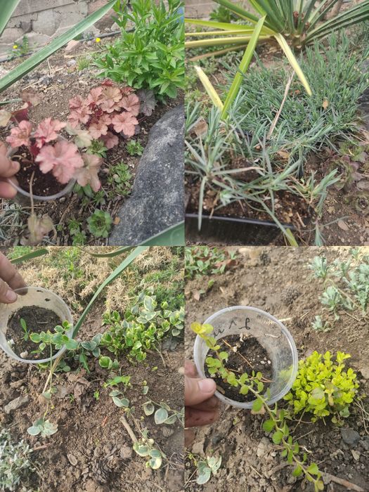 Растения для сада многолетние