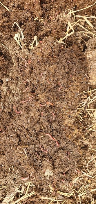 Калифорнийский черви