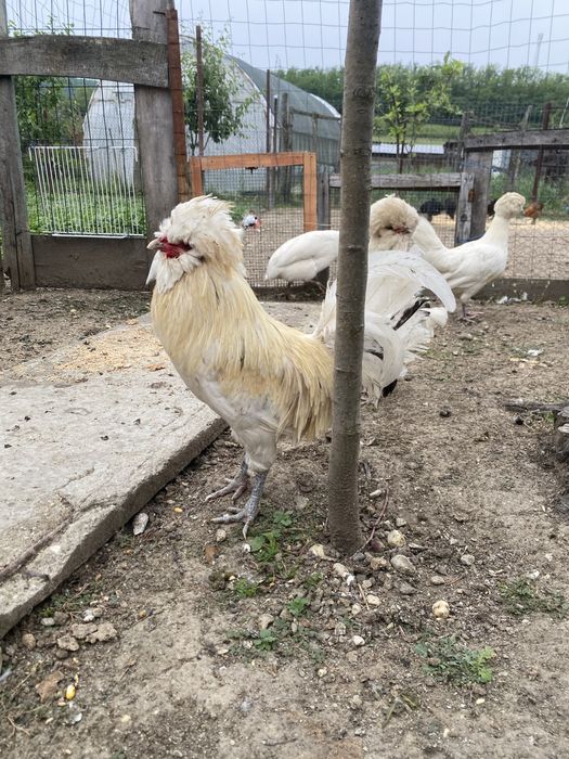 Vand sau schimb familie de gaini Paduana