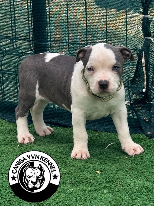 Amstaff blue.