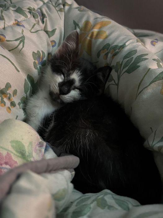 Dau spre adopție o pisicuță