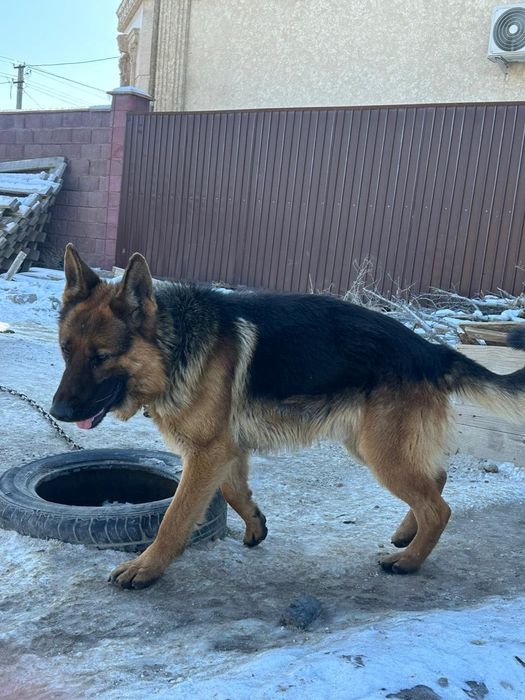 Немецкий овчарка 55к 2 жасар