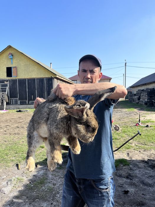 Кролики породы фландер