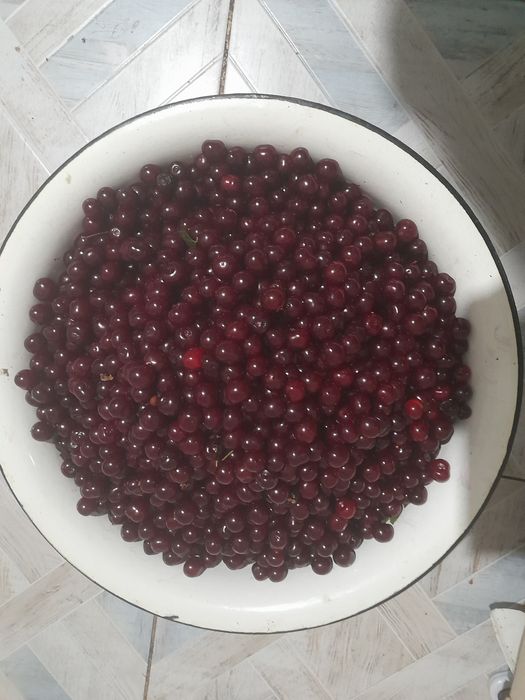 Продаю  домашн  вишню