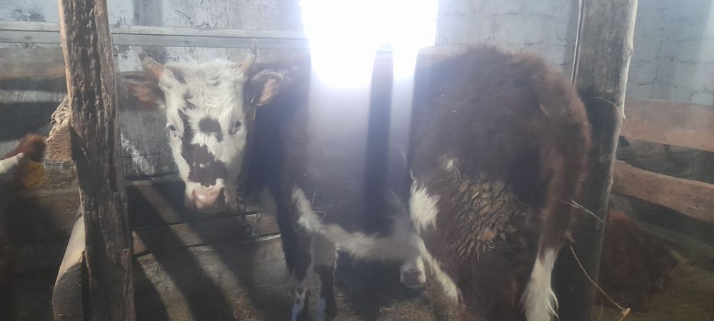 Корова ,телкий, 950000тг еки баска