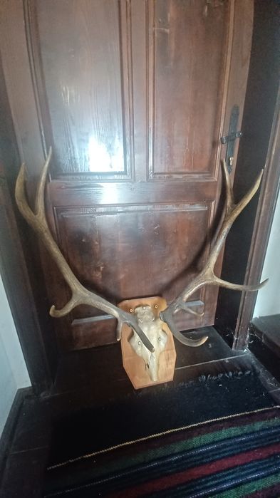 Еленски рога истински