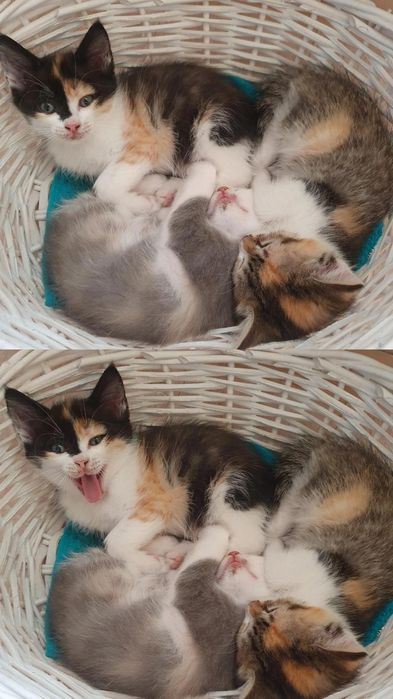 Отдам котят в доброе руки