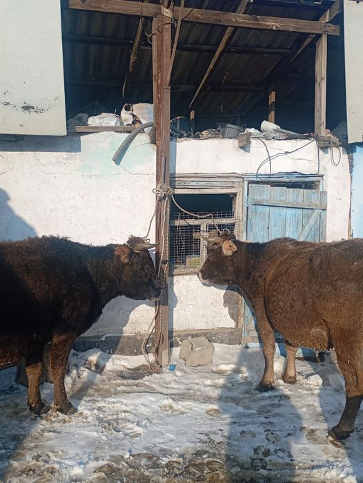 Продам стельных коров