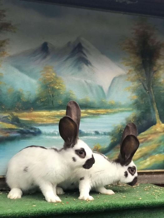 Iepurași fluture german / Havana /