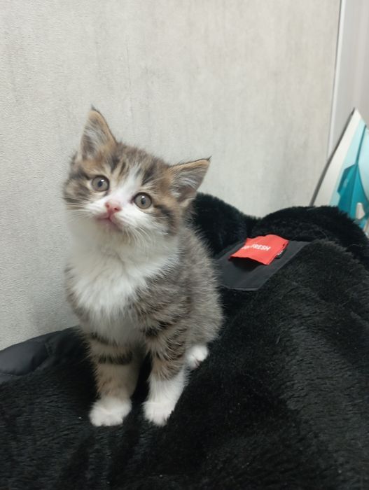 Продам кошки 100 000 сум