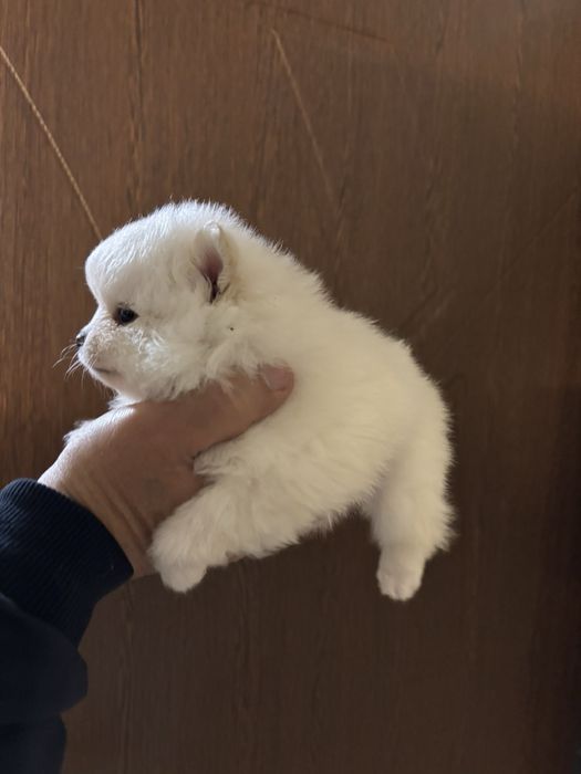 Бели малки Кученца