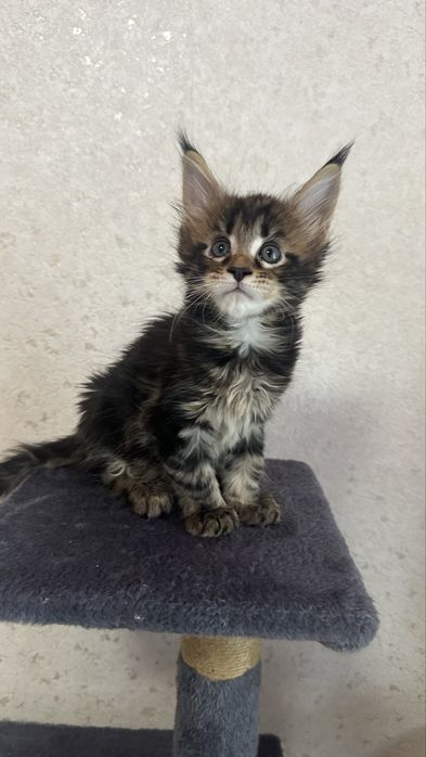 Мейн-Кун Продажа Питомник