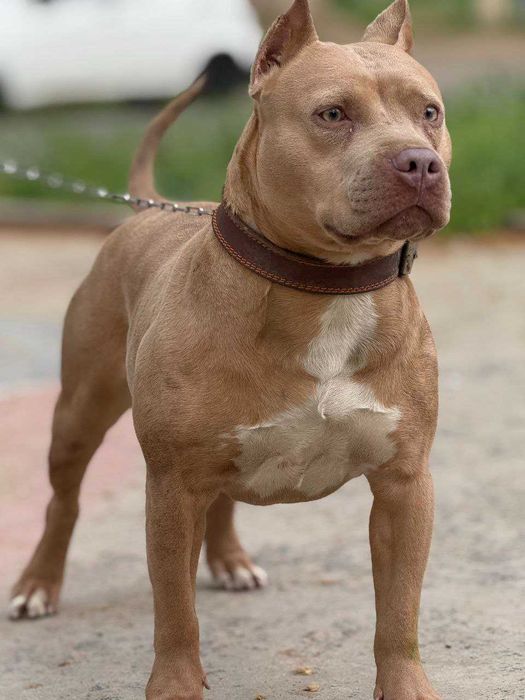 Пит-бультерьер продается