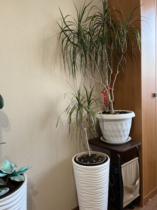 Комнатные цветы для офиса, школ