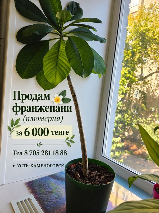 Продам франжипани