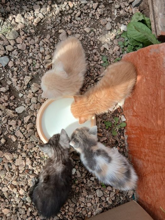 Отдам котят бесплатно