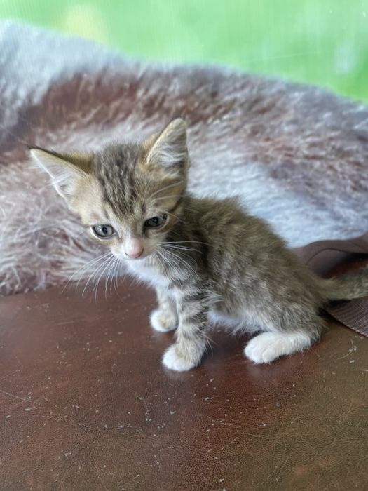 Котята бесплатно
