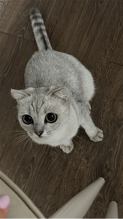 Продается кошка, британская короткошерстная