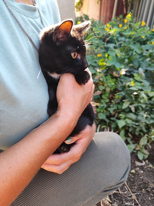 Котенок ,пристраиваем в добрые руки .