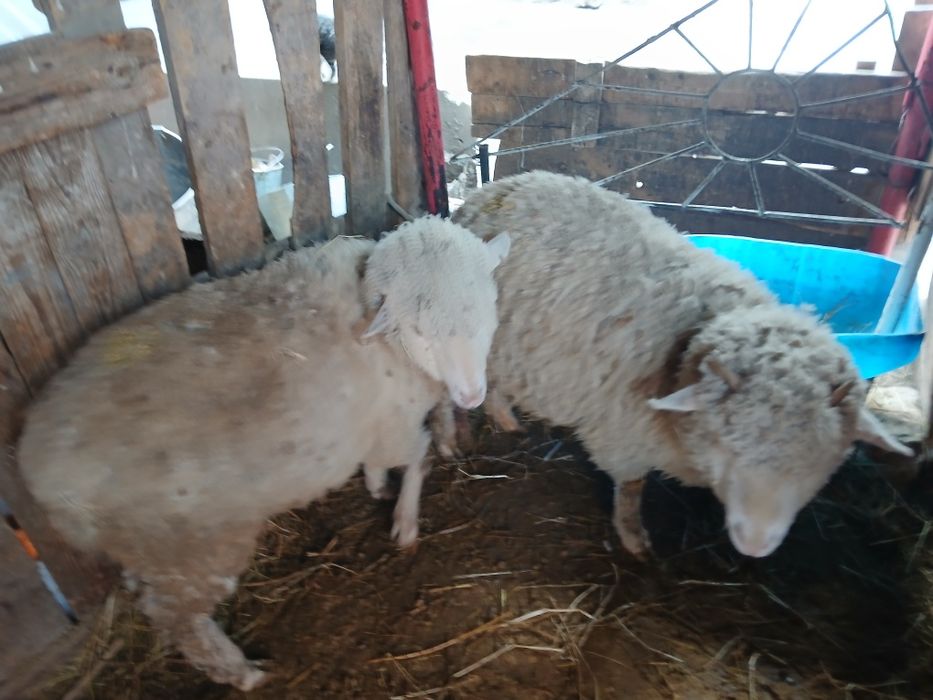 Продам баран жирный