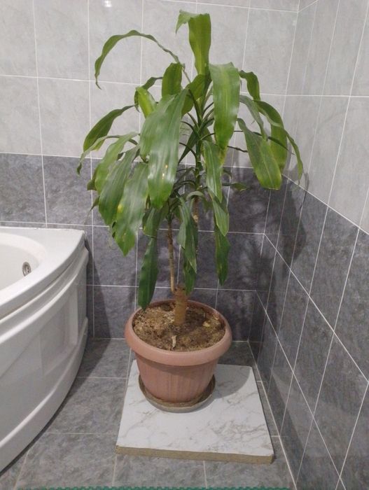 Драцена душистая