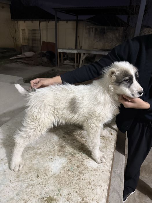 3 айлык таза канды алабай күшіктер сатылады!