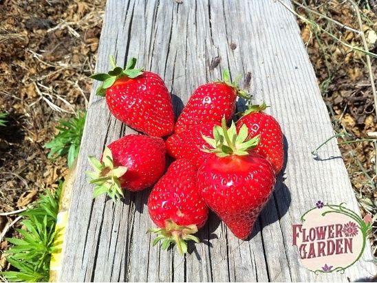 Продавам расад ягоди и малини само които цени българскот