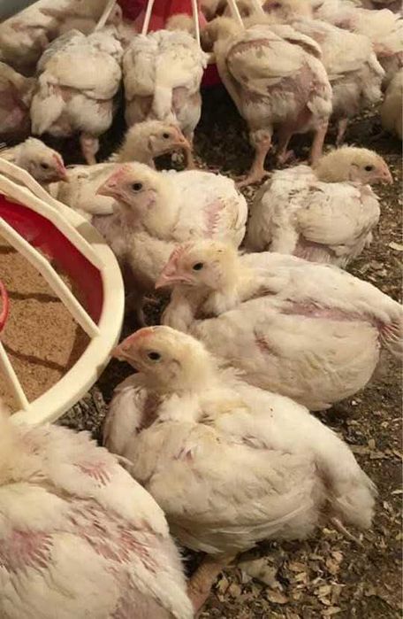 Vând pui de 3 săptămâni