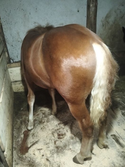 De vânzare mânz de 6 luni