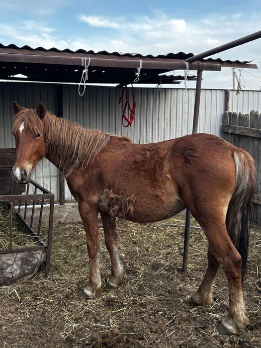 Ұрғашы байтал сатылады 2 жас