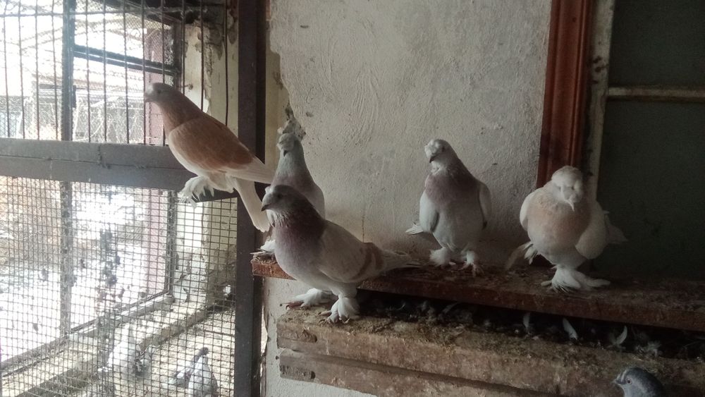 Голуби такла продам