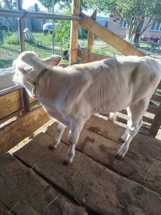 Продам корову с телеком