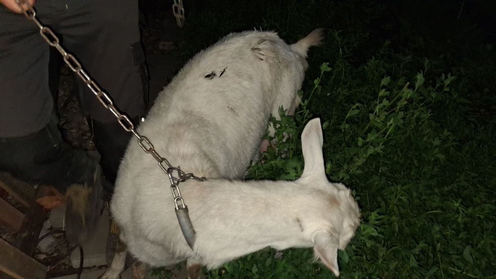 O capra, 1 iada, 1 ied de vanzare