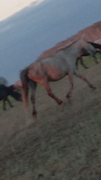 Продам лошадей цена договорная