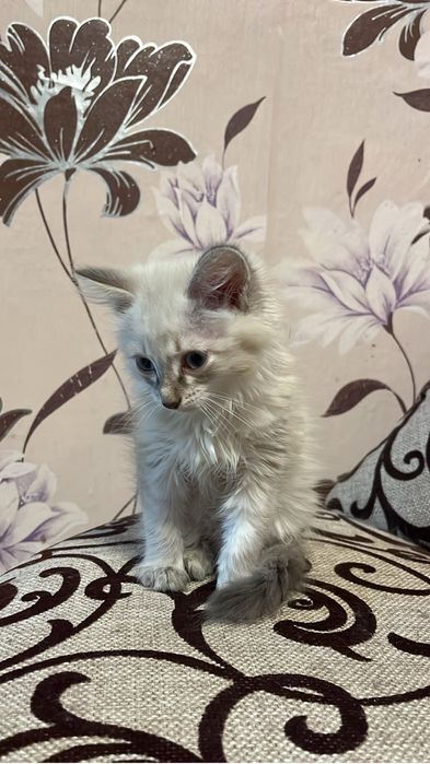 Отдам котенка в добрые руки