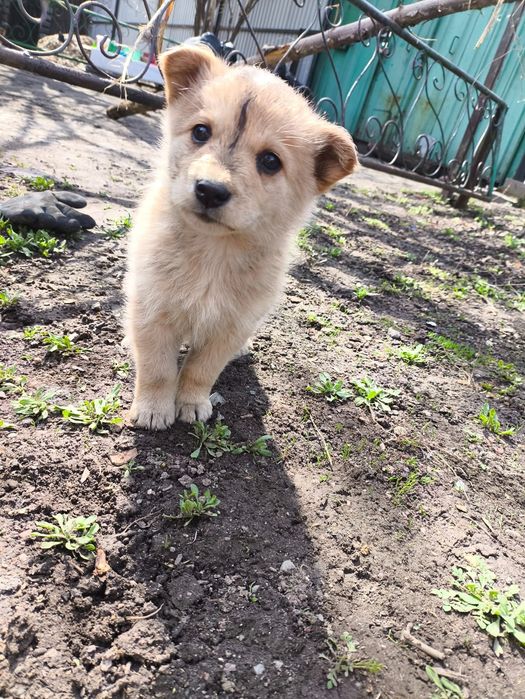 Милашки в дар. Доставлю!