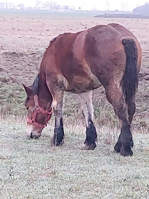 Vand manza de un an!