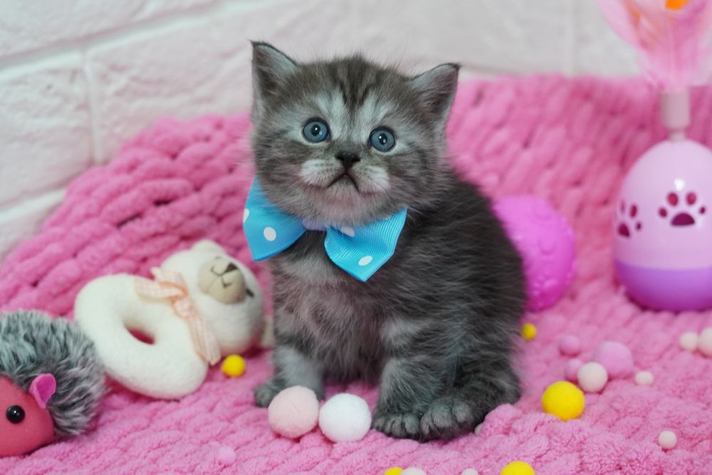 Шотландские котята